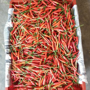 Piment rouge/VIETNAM/haute qualité/prix le plus bas - Product Image 1