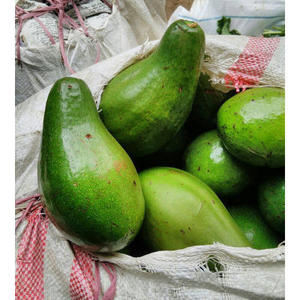 Aguacate Hass de Sudáfrica - Variedad Fuerte Fresca de Primera Calidad, Reserva tu Pedido Ahora - Product Image 5