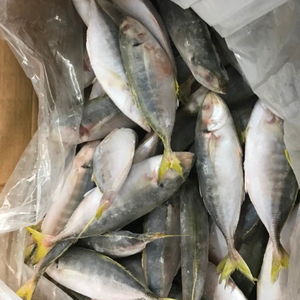 Fresco Congelato yellowtail di pesce - Product Image 3