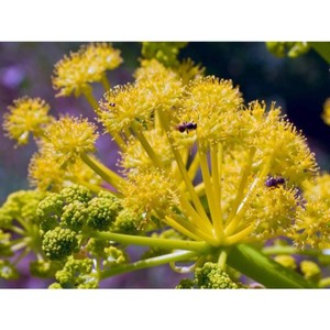 100% Pure Galbanum Aceite esencial Aceite de resina natural para aromaterapia Perfumería y cuidado de la piel Proveedor al por mayor - Product Image 3