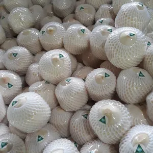 Export Fresh Young Coconut/Green Coconut competitive price - Ms: Holiday whatsapp: +84-845-639-639