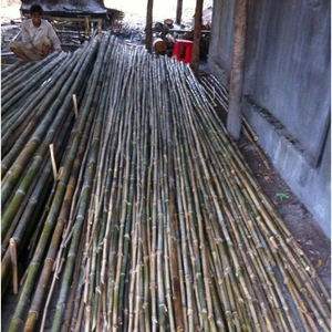 Venta Especial - Postes de Bambú Grandes y Huecos de Vietnam - Product Image 6