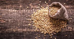 Grano de Trigo Seco de Alta Calidad Grado AA 2023 para Alimentación, 3 Años de Vida Útil, Venta al por Mayor a Granel, Trigo para Molienda - Product Image 3