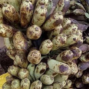 กล้วยป่าตากแดด100% บรรจุภัณฑ์จำนวนมากกระบวนการโฆษณาทำให้แห้ง - Product Image 6