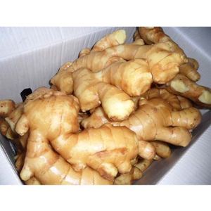Gingembre jaune frais, 2 pièces, disponibles en thaïlande, frais, organique - Product Image 1