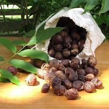 Nueces de Jabón Orgánicas 100% Secas, Temporada de Cosecha en Vietnam - Product Image 2