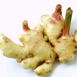 <b>Fresh</b> <b>Ginger</b> Wholesale High Quality Ready to Ship Standard Export Harvest From Farm in Vietnam - Product Image 1