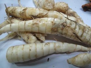 Arrowroot a la venta arrurwroot de alta calidad mejor precio y alta calidad 2024 - Product Image 2