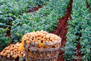 Papas frescas de Vietnam al mejor precio y calidad - Product Image 5