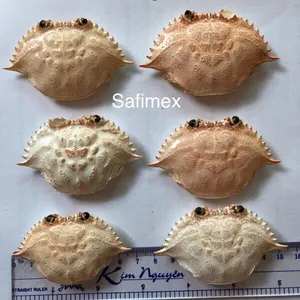 Propre coquille de crabe pour la décoration, crabe entier coquille ornements, Offres Spéciales 2019