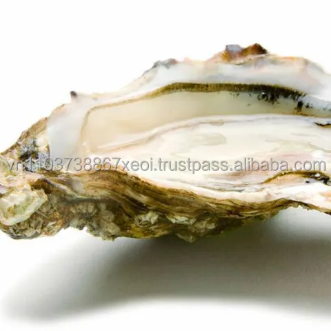 Raw oyster shell/+84 845639639