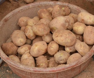 Pelador de patatas frescas de la mejor calidad de Vietnam - Product Image 5