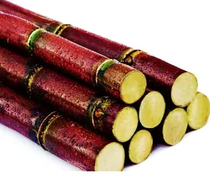 Caña de azúcar congelada exportando desde Vietnam con el mejor precio y cantidades a granel listas para enviar - Product Image 1