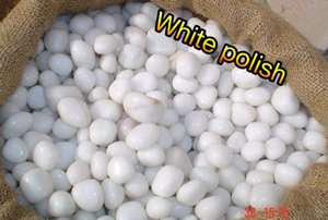 Giá tốt nhất tại Ấn Độ White & Mix Color Polished <span class=keywords><strong>Quartz</strong></span> sỏi đá tự nhiên trang trí sông đá sỏi - Product Image 3