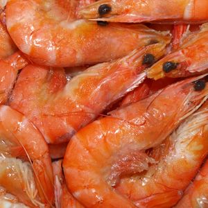 Probiotiques bactériens de qualité alimentaire sous forme de poudre pour crevettes Vannamei réduisant la formation excessive de boues - Product Image 3