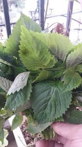 Perillar de Vietnam con Calidad Especial para Vacaciones - Product Image 6