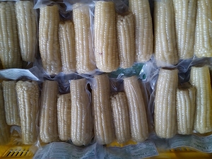 Congelé maïs bouilli cuits surgelés épluchés de maïs sucré congelé maïs WHATSAPP + 84-845-639-639 - Product Image 4