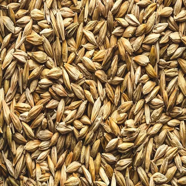 Good Quality Fresh Cargo Barley Seed For Animal Feed