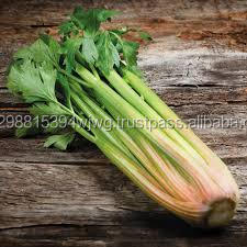 GOOD 30-40cm Wholesale Fresh <strong>Celery</strong>