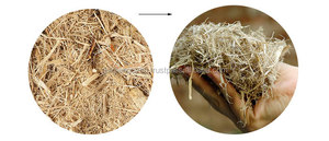 FIBRE DE BAGASSE DE CANNE À SUCRE RECYCLÉE pour BIOCARBURANT/ CANNE À SUCRE SÉCHÉE/ DÉCHETS AGRICOLES - Product Image 2