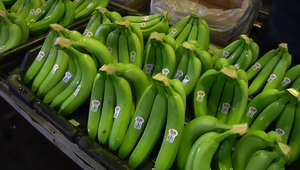 Plátano Cavendish Fresco de Alta Calidad - Vietnam, Certificado ISO, Piel Verde, Pulpa Dulce - Product Image 5