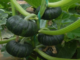 New Crop Japan <b>Fresh</b> <b>Pumpkin</b> Fruit/ Vietnamese Organic <b>Fresh</b> <b>Pumpkin</b> - Product Image 6