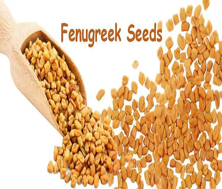 IndiaのBest Essential Oilメーカー & Supplier For Animal Feeds Fenugreek Oil