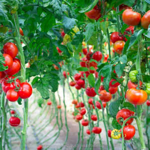Engrais en poudre biologique Magic Gro Plus, écologique, pour un rendement élevé - Product Image 6