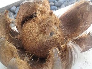 Semi <b>Husked</b> <b>Coconut</b>-Vietnam Best Price - Ms. Holiday - Product Image 2