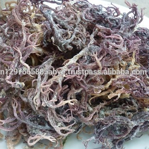 Musgo Irlandés Natural Euchema Cottonii, Musgo Marino Silvestre de Vietnam - La Mejor Calidad para Exportación / Sra. Lima - Product Image 3