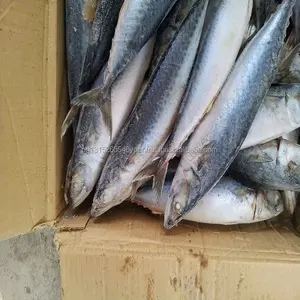 Harga Grosir Terlaris IQF 120-180G Harga Mackerel Beku Makanan Laut Pasifik