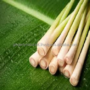 ผู้ส่งออกน้ำมันตะไคร้ในรูปแบบจำนวนมากอินเดีย - Product Image 3