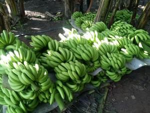 Prix de la banane canvendish fraîche 2021 - Product Image 3