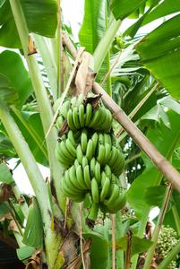Engrais organique pour papaya et banane, 1 pièce - Product Image 6