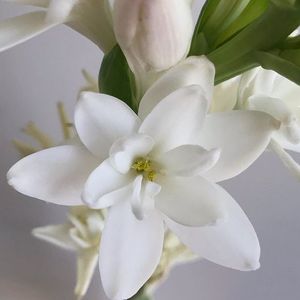 100% Pure Tuberose Essential Oil Aceite absoluto floral natural para perfume Aromaterapia y cuidado de la piel Proveedor al por mayor - Product Image 3