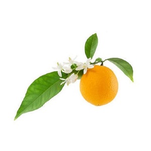 Juego de regalo de aromaterapia de grado alimenticio de aceites esenciales Petitgrain puros 100% de alta calidad - Product Image 2