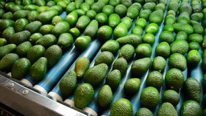Aguacate Fresco de Cultivo Orgánico Premium 100% Natural, Variedad Fuerte, Sabor Cremoso, Sudáfrica, Cartón de 10 kg, Grado Superior Mundial - Product Image 3