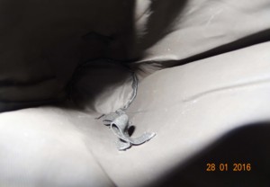 ถุงเครื่องมือบาร์สำหรับบาร์เทนเดอร์ - Product Image 3