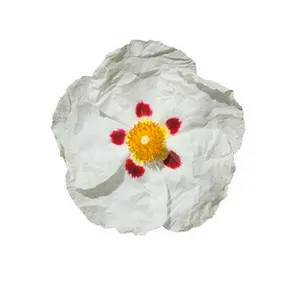 Huile essentielle de labdanum pure à base de résine, distillée à la vapeur provenant des régions méditerranéennes pour améliorer la beauté - Product Image 1