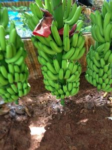 HIGH QUALITY CAVENDISH <b>BANANA</b> FROM VIET NAM - Product Image 4