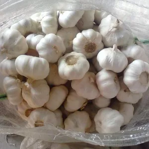 Garlic White Wholesale Price