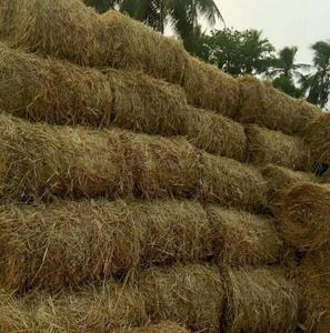 <b>BALED</b> DRIED RICE <b>STRAWS</b> for Farming and Cattle New Crop - Product Image 3