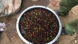 ถ้วยกาแฟเปลือกเมล็ดกาแฟแกลบเมล็ดกาแฟ2021 - Product Image 5