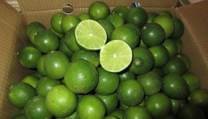 Vietnam Lime fraîche de meilleure qualité sans pépins - Product Image 6