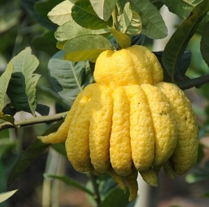 Extracto de Citrus Medica Sarcodactylis en 2020 - Product Image 3