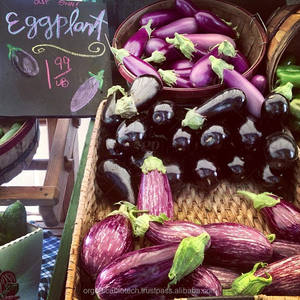 Berenjena-fertilizante orgánico para plantas, berenjena, India, Egipto, Turquía, Indonesia - Product Image 1