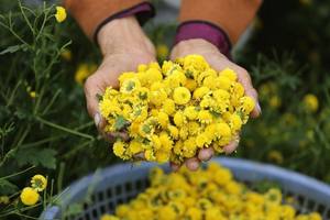 100% chrysanthème naturel pour le thé meilleur prix - Product Image 5