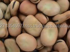 ผู้จัดจำหน่ายถั่วฟาวาแบบขายส่ง เกรด A AD อบแห้ง 500 กก. อายุการเก็บรักษา 12 เดือน - Product Image 2