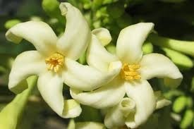 ดอกไม้มะละกอสด/ดอกไม้แห้งคุณภาพดีที่สุดในเวียดนาม - Product Image 3