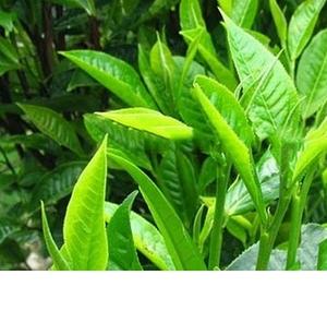 Poudre de thé vert matcha/nutrition en poudre matcha - Product Image 1